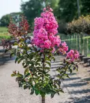 Lagerstrēmia indyjska Rhapsody in Pink Bez południa