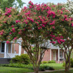 Lagerstriemia indyjska Turenne Bez południa