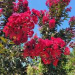 Lagerstroemia indyjska 'Double Dynamite' Bez południa na pniu