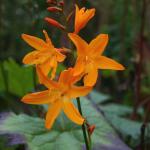 Krokosmia Gwiazda Wschodu