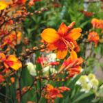 Krokosmia Walberton's Bright Eyes