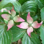 Dereń kousa Beni fugi