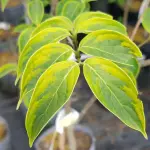 Dereń kousa celestial shadow