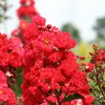 Lagerstremia indyjska Red Magic Bez południa na pniu