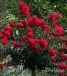 Lagerstremia indyjska Enduring Red Bez południa na pniu