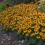 Rudbekia Little Goldstar