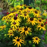 Rudbekia Little Goldstar