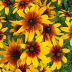 Rudbekia Minibeckia Flame