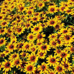 Rudbekia Minibeckia Flame