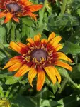 Rudbekia Summerina Blazing Fire