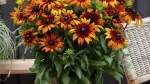 Rudbekia Summerina Blazing Fire