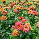 Rudbekia Summerina Glow Sugar Shake