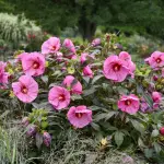 Hibiskus bagienny XXL Summerific Berry Awesome