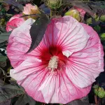 Hibiskus bagienny XXL Summerific Cherry Choco Latte