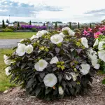 Hibiskus bagienny XXL Summerific Cookies and Cream