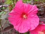 Hibiskus bagienny XXL Summerific Evening Rose
