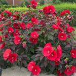 Hibiskus bagienny XXL Summerific Midnight Marvel