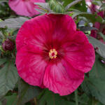 Hibiskus bagienny XXL Summerific Summer in Paradise