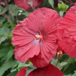 Hibiskus  bagienny XXL Summerific Vintage Wine