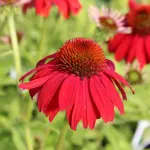 Jeżówka Purpurowa 'Tomato Soup'