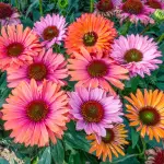 Jeżówka purpurowa SunSeekers Rainbow