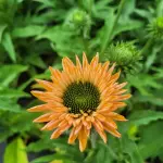 Jeżówka purpurowa SunSeekers Pumpkin Pie