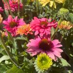 Jeżówka purpurowa SunSeekers Pink Grapefruit