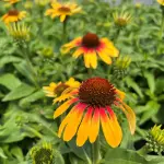 Jeżówka purpurowa SunSeekers Mango Sunrise