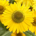 Jeżówka purpurowa SunSeekers Limoncello