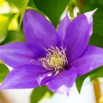 Powojnik Boulevard Olympia