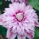 Powojnik Regal Josephine