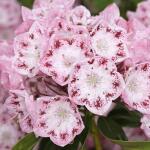 Kalmia latifolia Ideal