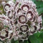 Kalmia latifolia Black Eye