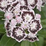 Kalmia latifolia Black Label