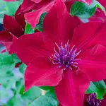 Powojnik Nubia duży