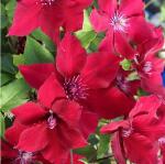 Powojnik Nubia duży