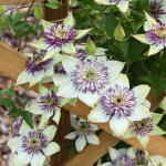 Powojnik kwiecisty 'Siebolda' duża