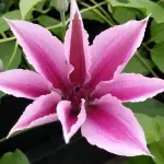 Powojnik Boulevard Yuan duża