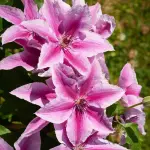 Powojnik Boulevard Yuan duża sadzonka