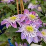 Powojnik Regal Crystal Fountain duża