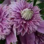 Powojnik Regal Josephine duża