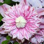 Powojnik Regal Josephine duża