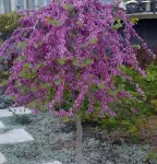 Judaszowiec kanadyjski 'Traveller'