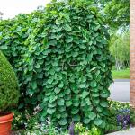 Judaszowiec kanadyjski 'Traveller'