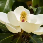 Magnolia Fairy Honey Velvet