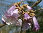 Paulownia Fortunea