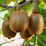 Mini kiwi Zakarpacie samopylna