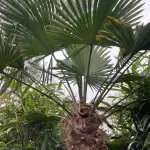 Szorstkowiec Fortunego palma mrozoodporna