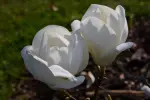 Magnolia Soulange'a Lennei Alba