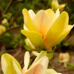 Magnolia Sunsation
